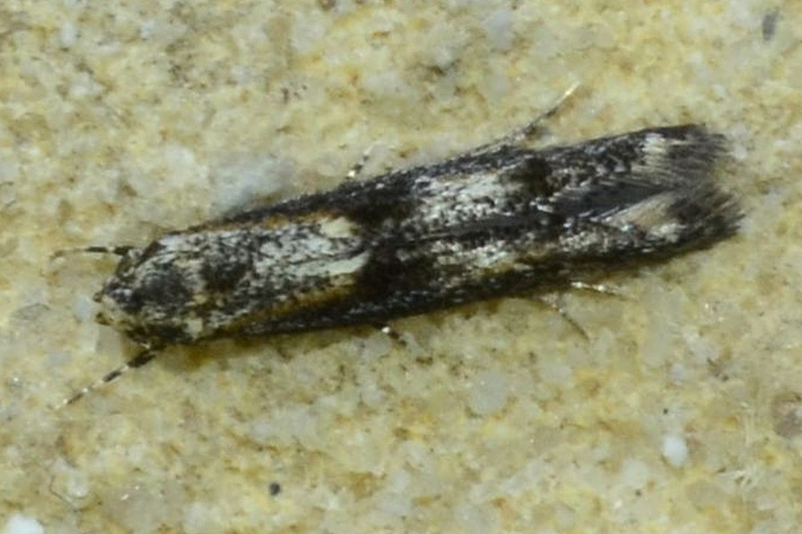 Blastodacna atra