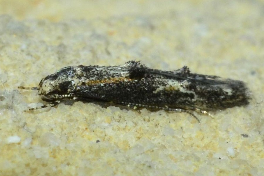 Blastodacna atra