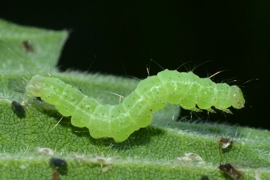 Hopfenschnabeleule