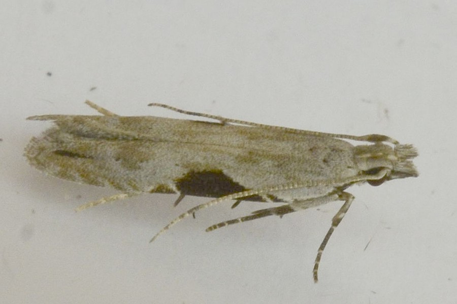 Hypatima rhomboidella