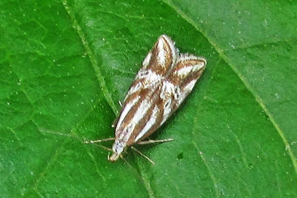 Orophia denisella