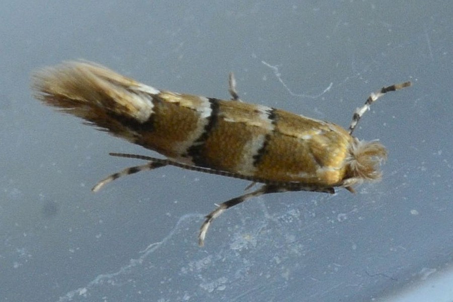 Phyllonorycter emberizaepenella