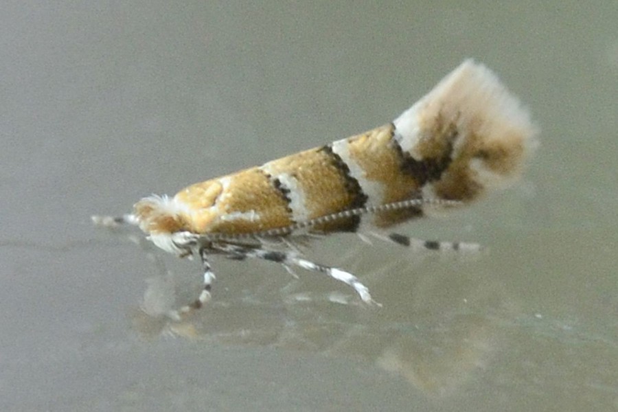 Phyllonorycter emberizaepenella