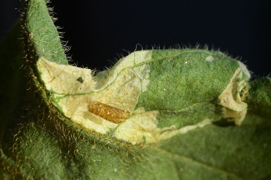 Phyllonorycter emberizaepenella