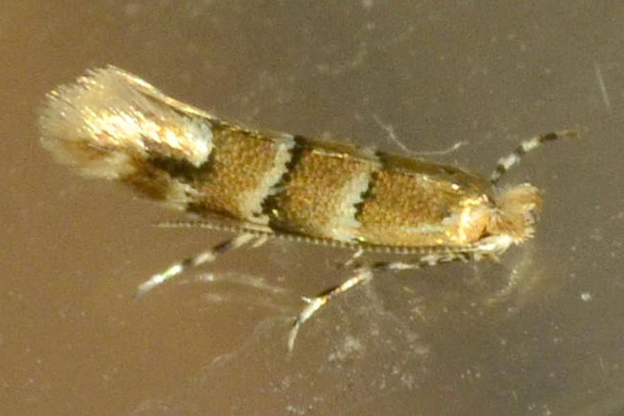 Phyllonorycter emberizaepenella