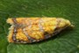 Acleris bergmanniana