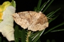 Pungeleria capreolaria
