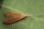 Coleophora ochripenella