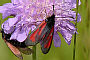 Zygaena purpuralis