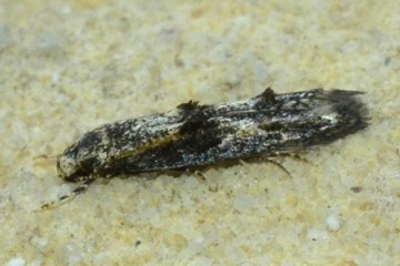 Blastodacna atra