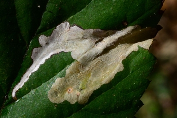 Coptotriche marginea