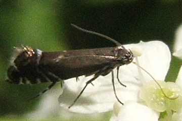 Glyphipterix haworthana