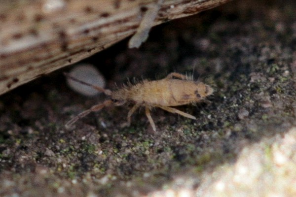 Entomobrya nicoleti