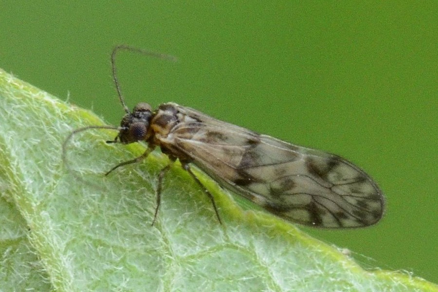 Philotarsus picicornis