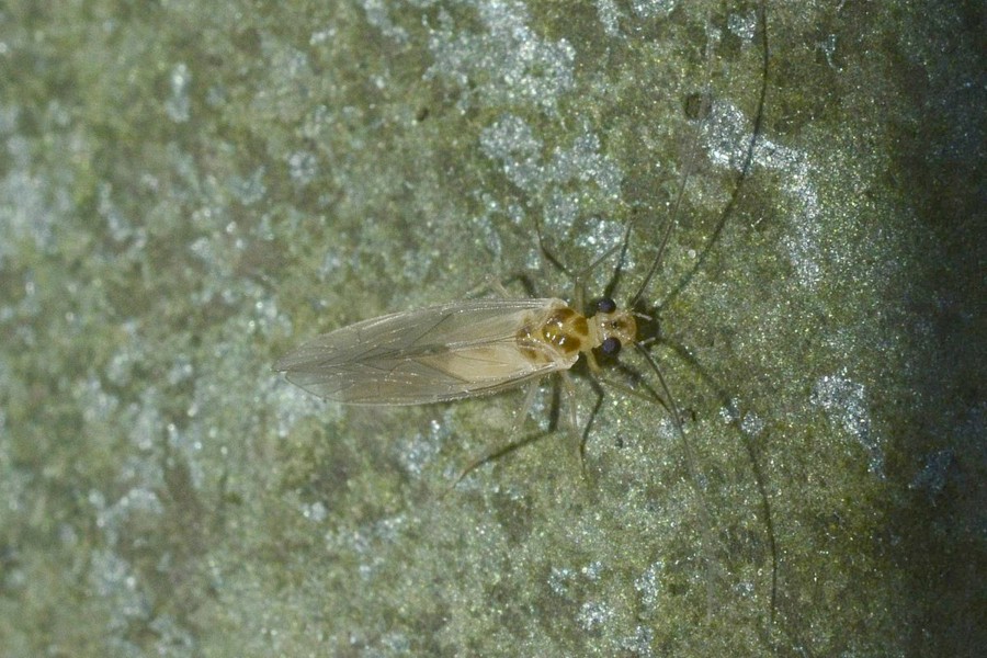 Stenopsocus immaculatus