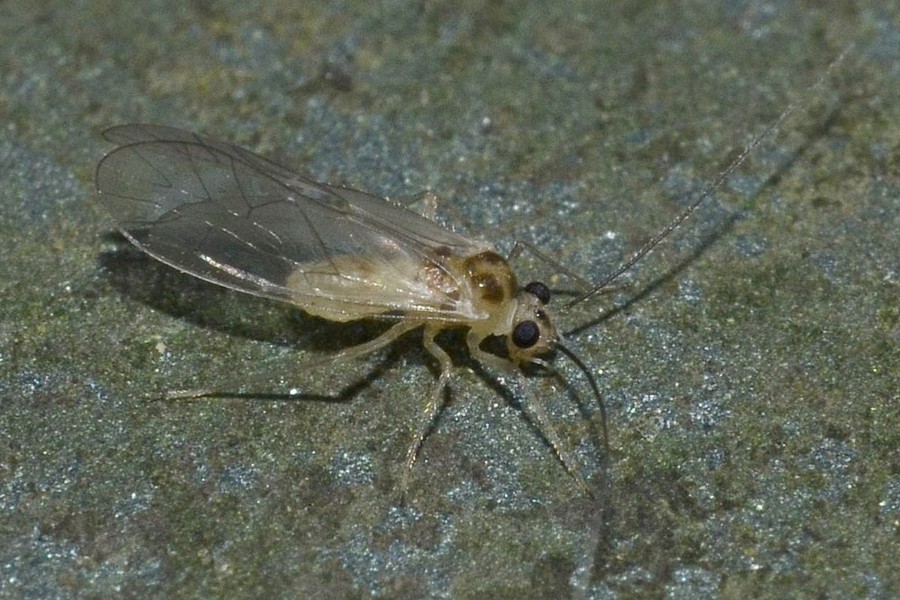 Stenopsocus immaculatus