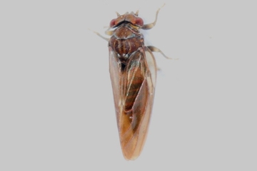 Cacopsylla brunneipennis