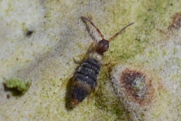 Entomobrya albocincta