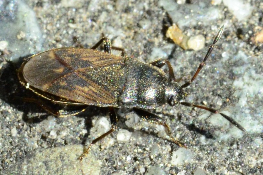Megalonotus chiragra