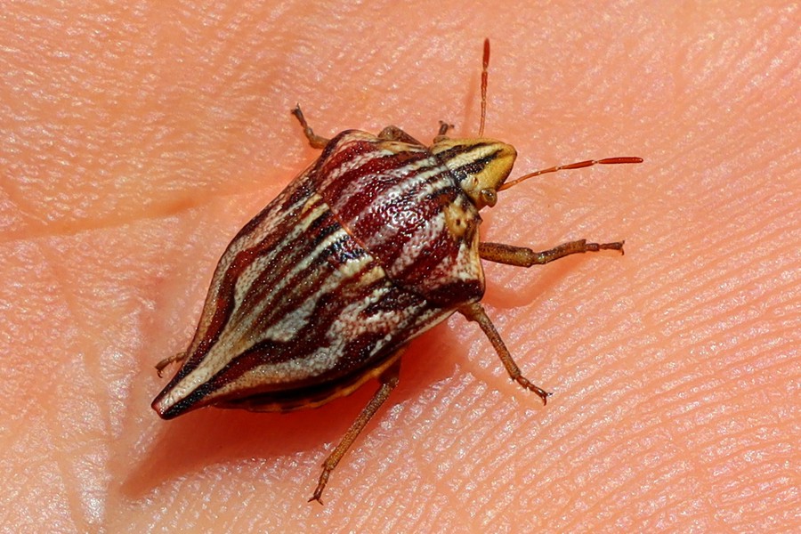 Odontotarsus purpureolineatus