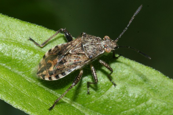 Stictopleurus punctatonervosus