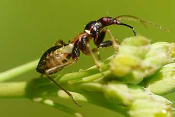 Ameisensichelwanze