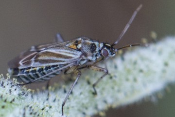 Hoplomachus thunbergii