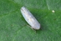 Psammotettix sabulicola