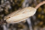 Neophilaenus minor
