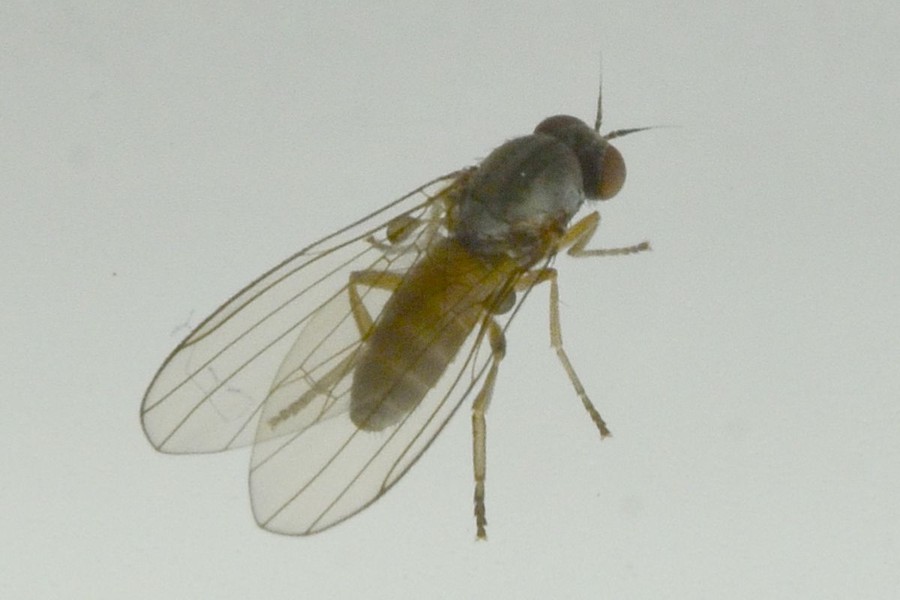 Agathomyia unicolor