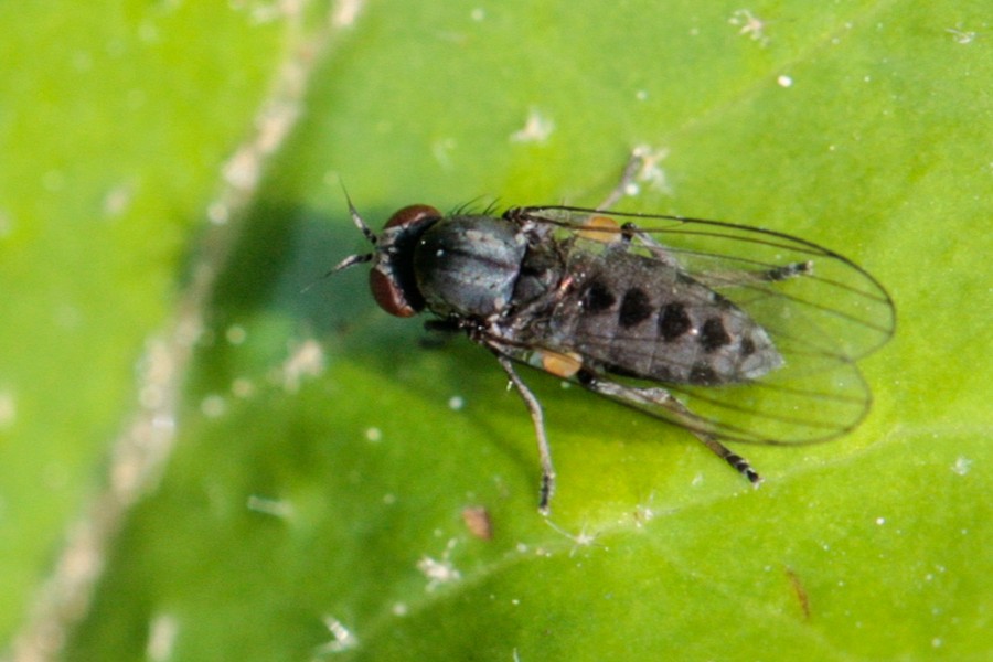 Agathomyia vernalis