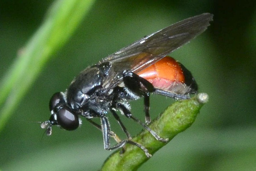 Schwarzfuss-Langbauchschwebfliege