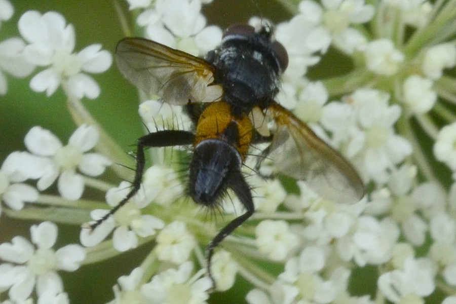 Brullaea ocypteroidea