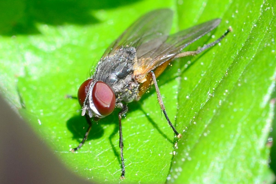 Insektenfibel: Bremsen