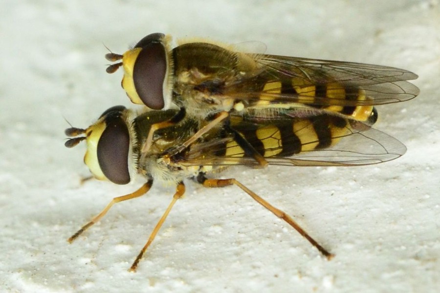 Gemeine Feldschwebfliege