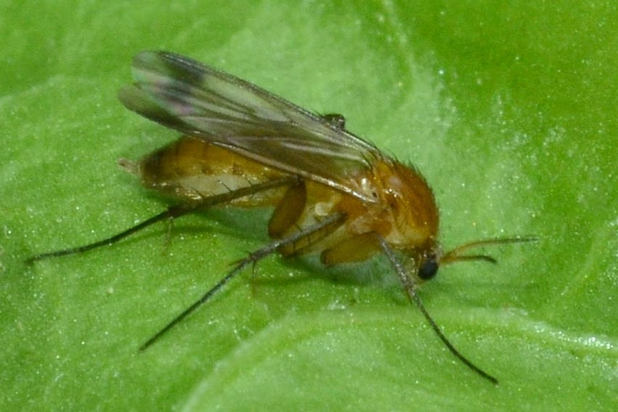 Leia fascipennis