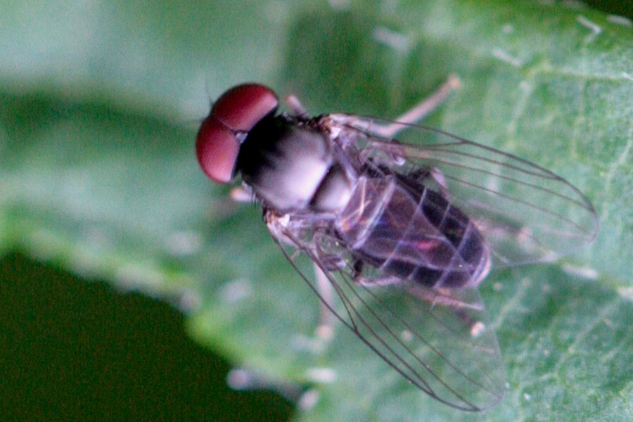Lindneromyia hungarica