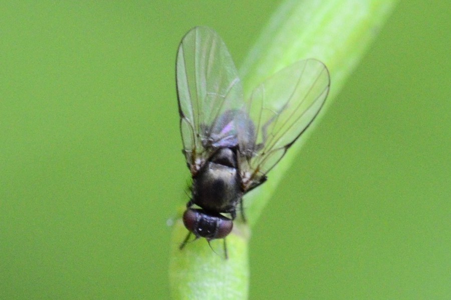 Melanagromyza lappae