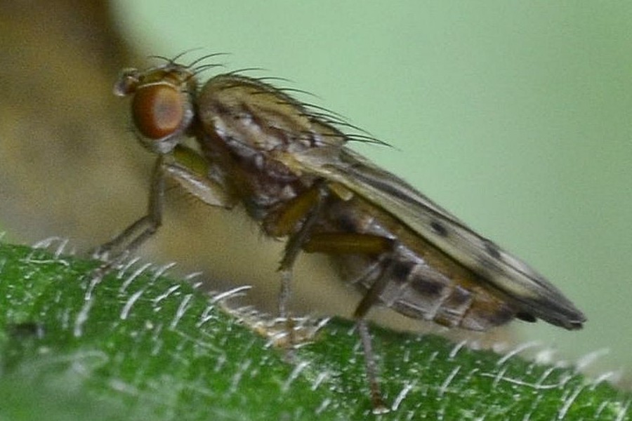 Opomyza petrei