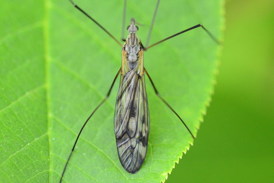 Tipula varipennis