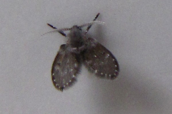 Weißpunktierte Schmetterlingsmücke