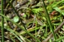Limnophila pictipennis