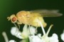 Meiosimyza platycephala