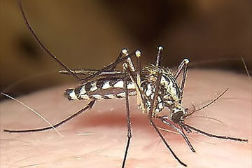 Aedes cantans