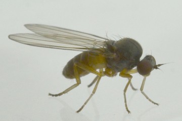 Agathomyia unicolor