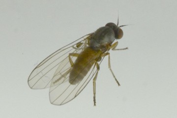 Agathomyia unicolor