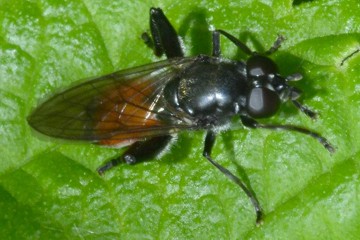 Schwarzfuss-Langbauchschwebfliege