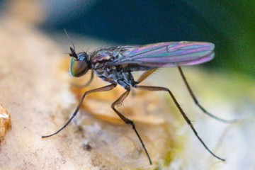 Campsicnemus curvipes