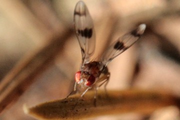 Chymomyza amoena