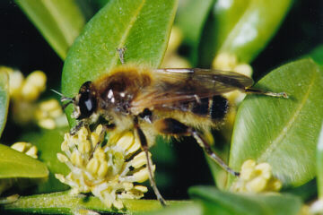 Frühe Bienenschwebfliege